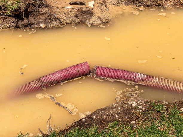 Best Basement water damage restoration  in Marlinton, WV